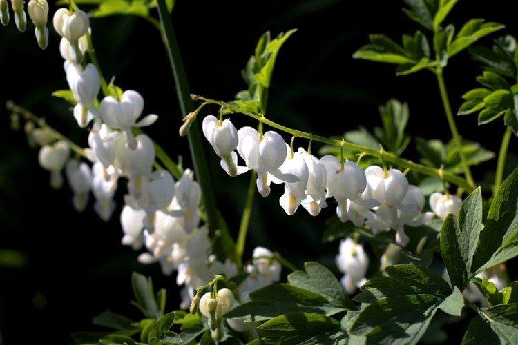 Дицентра – фото