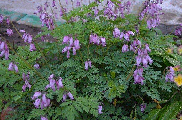 Исключительная дицентра