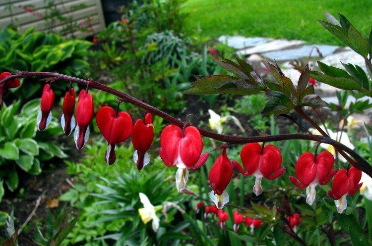 Дицентра – фото