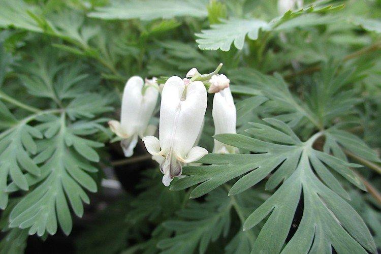 Канадская дицентра