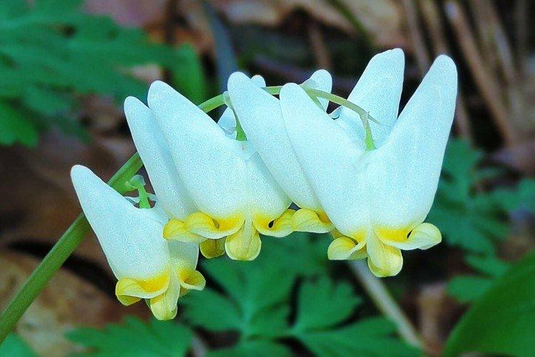 Дицентра – фото