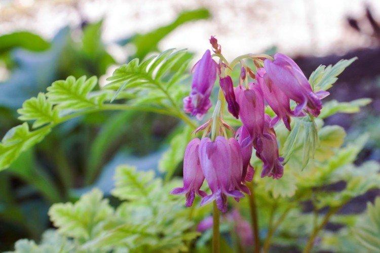 Красивая дицентра