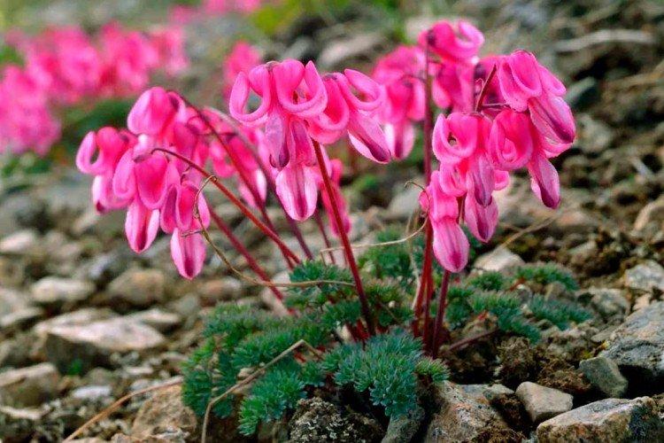 Бродяжная дицентра