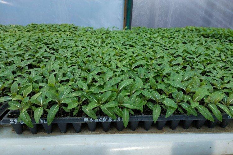 Посадка и размножение