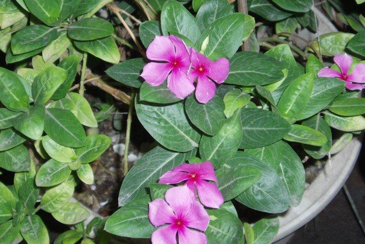 Борьба с вредителями и болезнями