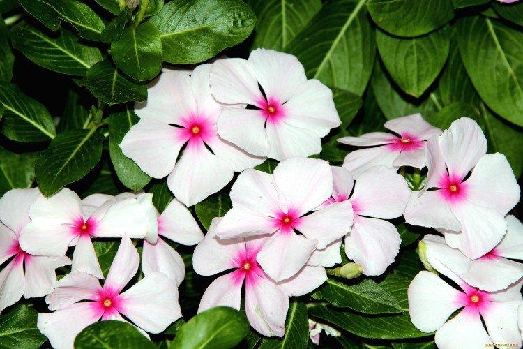 Катарантус – фото