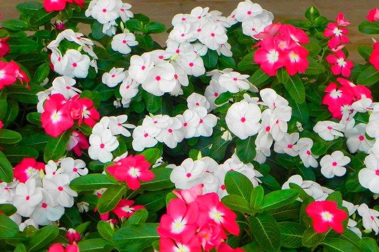 Аристократ