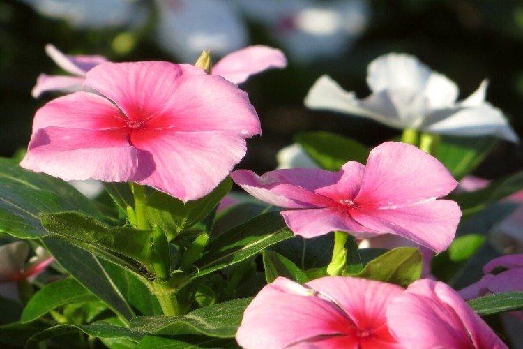 Катарантус – фото