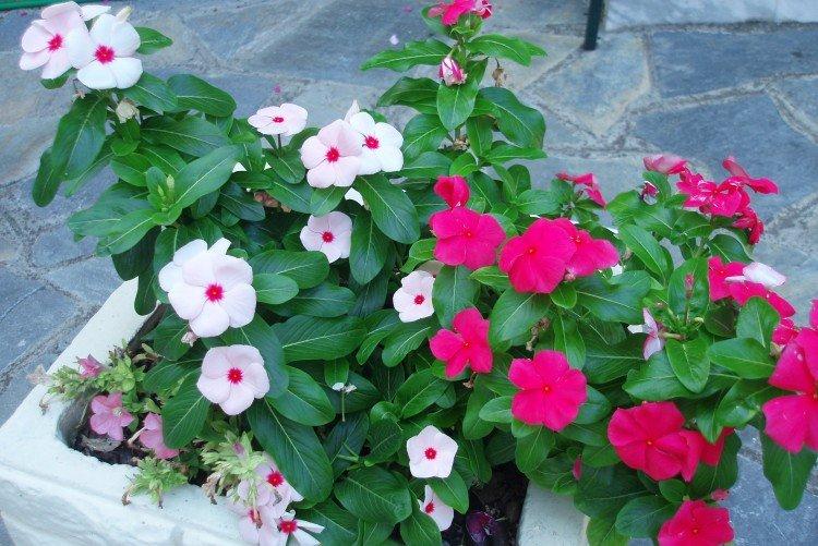 Катарантус – фото