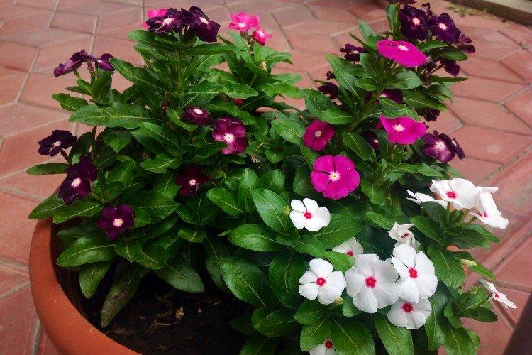 Катарантус – фото