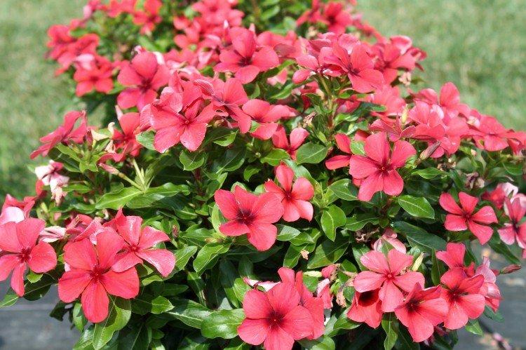 Катарантус – фото