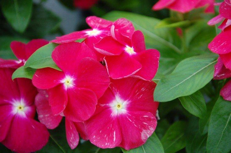 Катарантус – фото