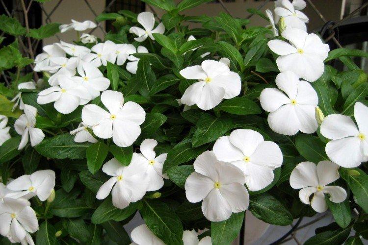 Катарантус – фото