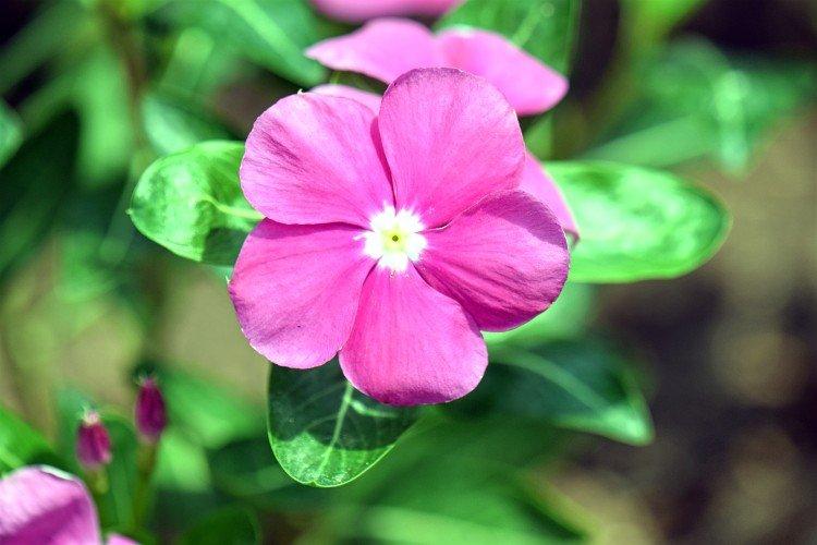 Катарантус – фото