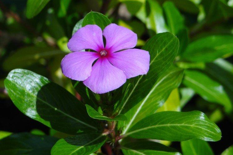 Катарантус – фото