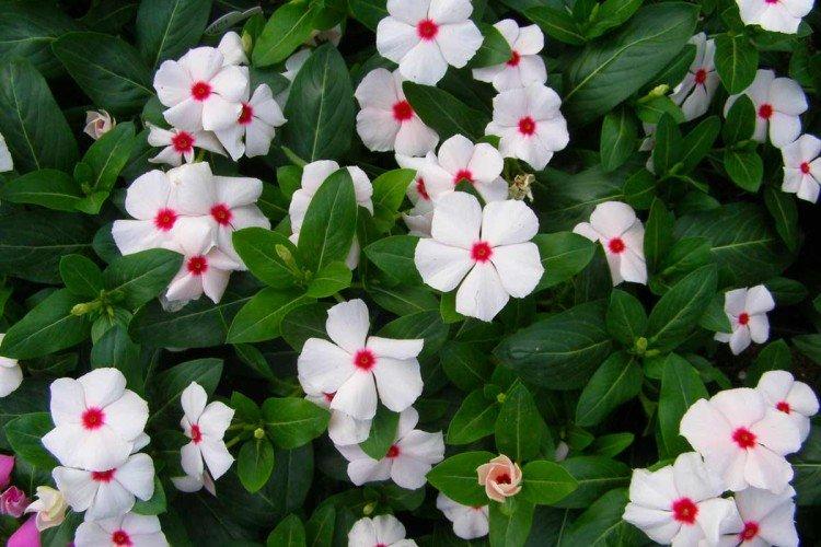 Катарантус – фото