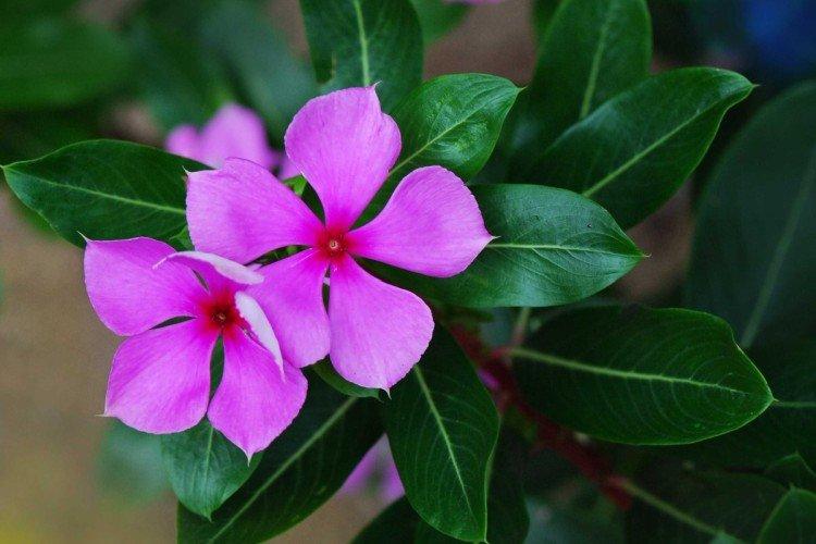 Катарантус – фото