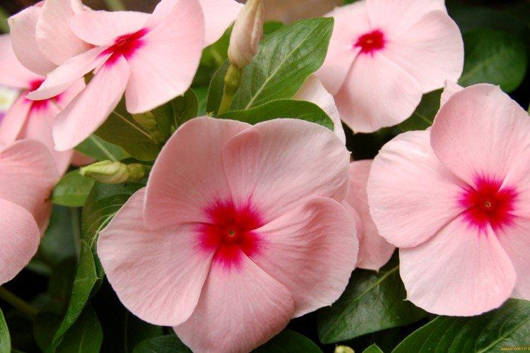 Катарантус – фото