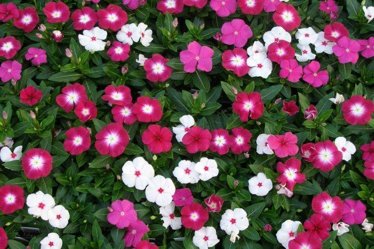 Катарантус – фото