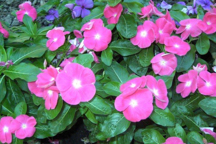 Катарантус – фото