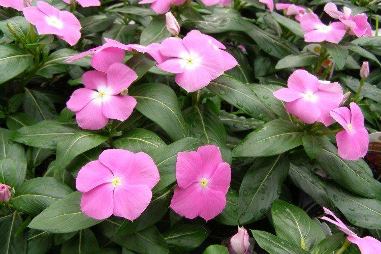 Катарантус – фото