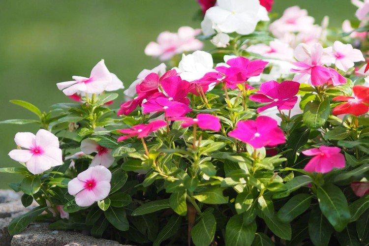 Катарантус – фото