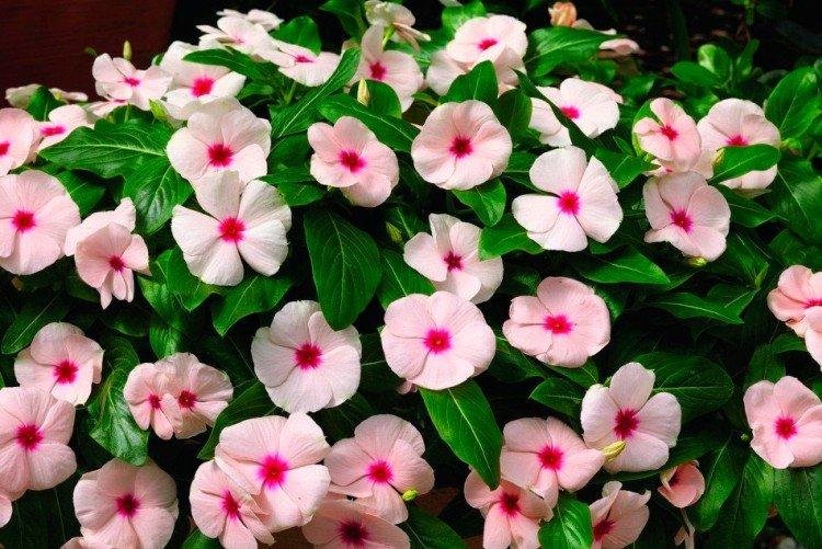 Апплблоссом