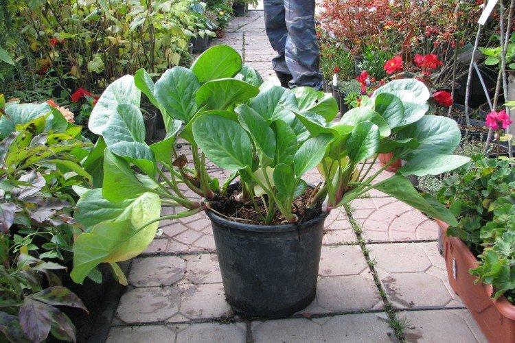 Посадка и размножение