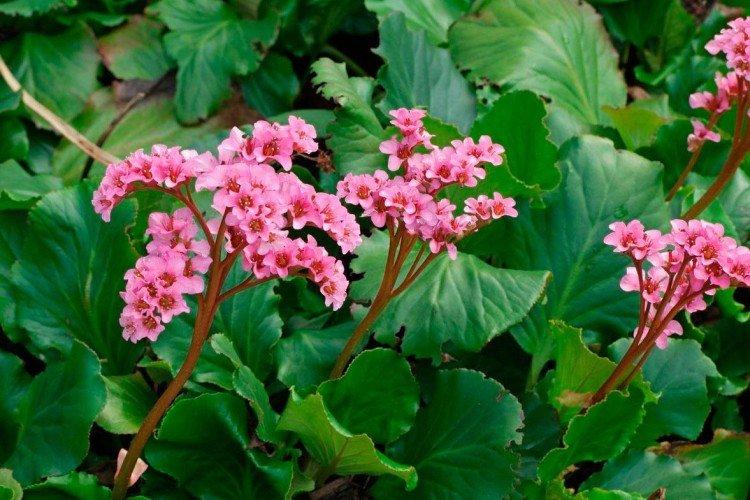 Толстолистный бадан