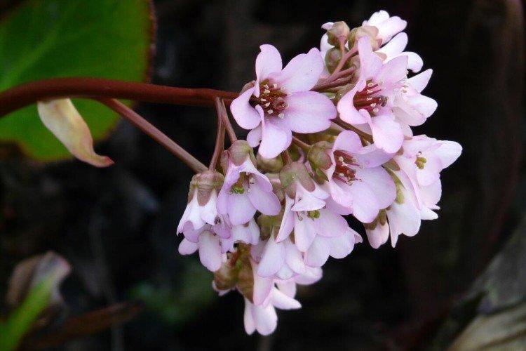 Бадан – фото