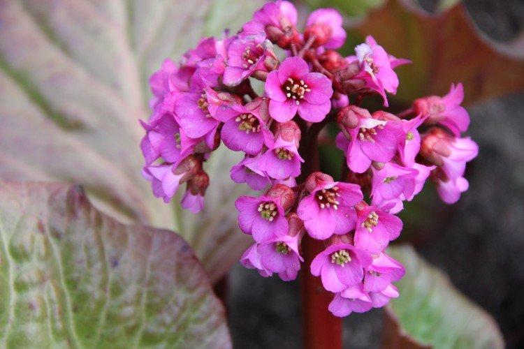 Бадан – фото