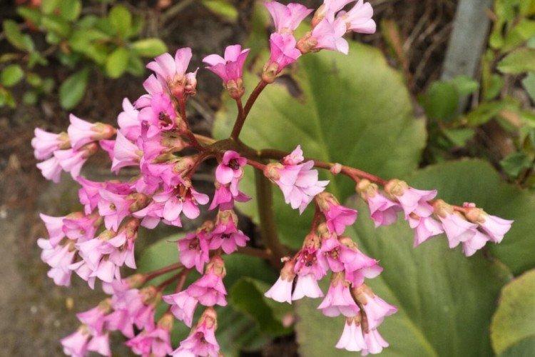 Бадан Стречи