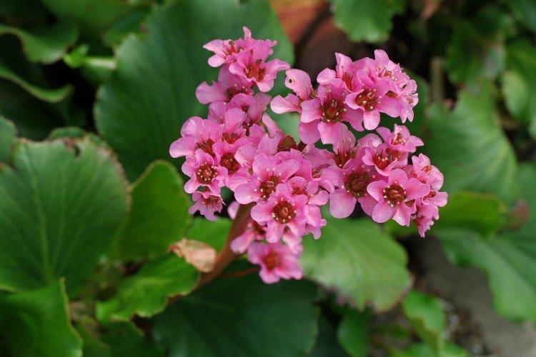 Бадан – фото