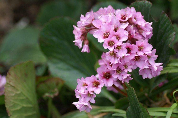 Бадан – фото