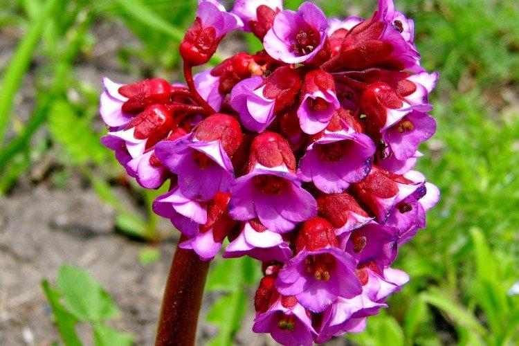 Бадан – фото