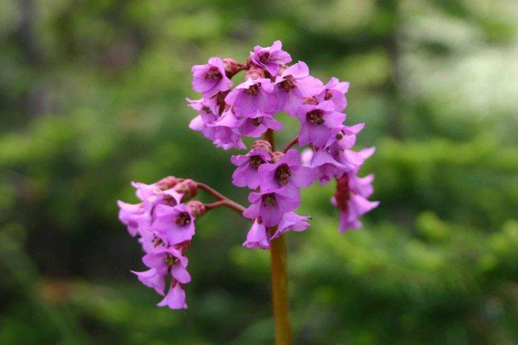 Бадан – фото