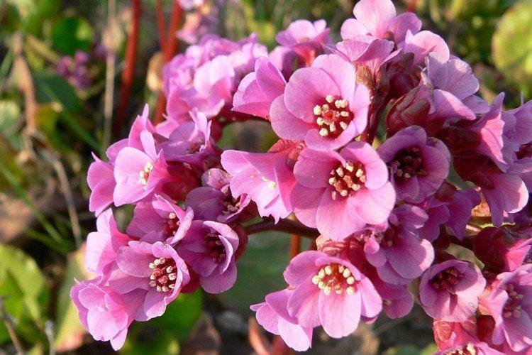 Бадан – фото