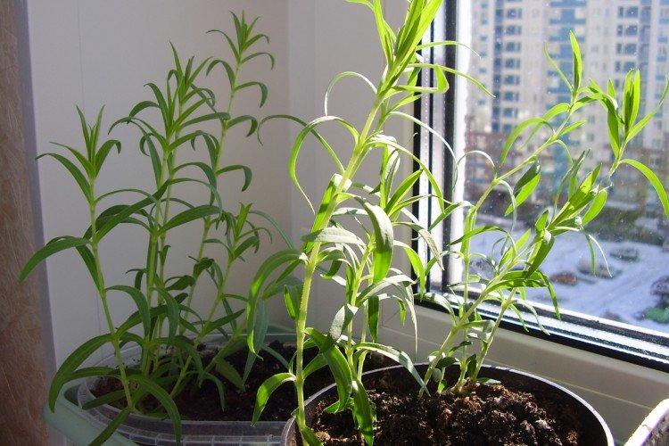 Посадка и размножение