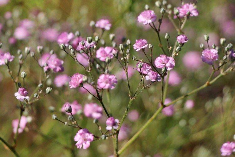 Гипсофила – фото