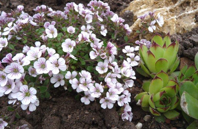 Гипсофила – фото