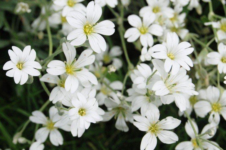 Гипсофила – фото