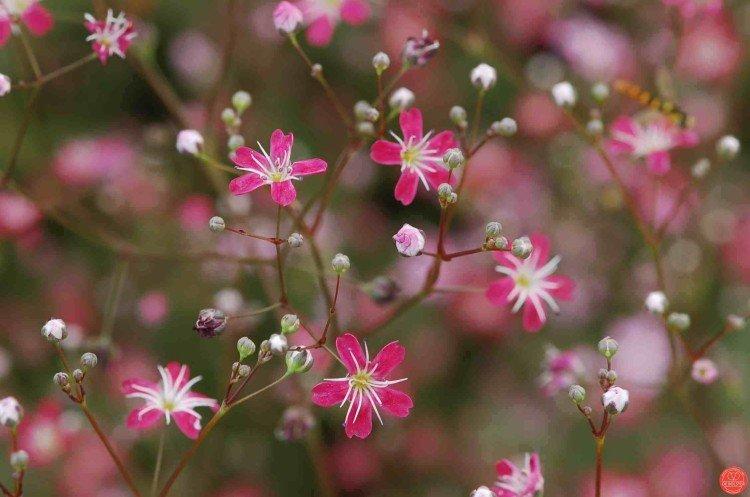 Гипсофила – фото