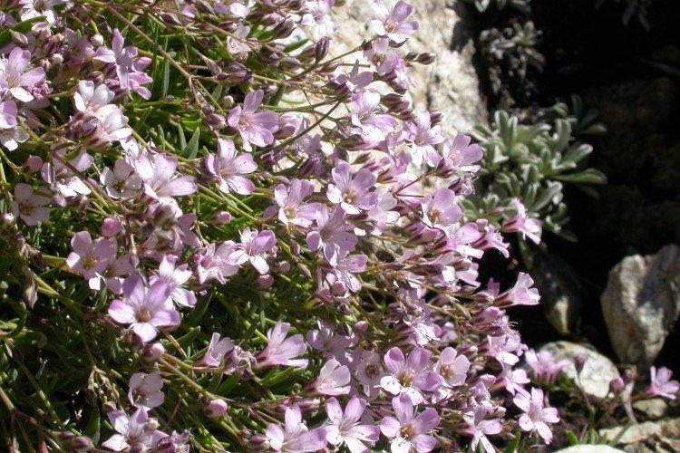 Гипсофила – фото