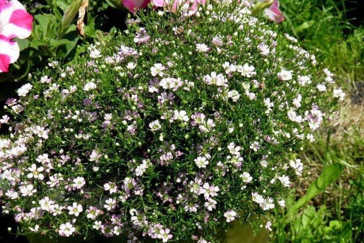 Стенная гипсофила