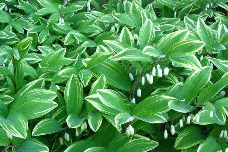 Купена – фото