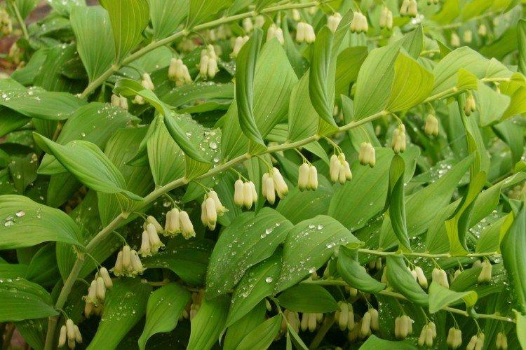 Душистая купена