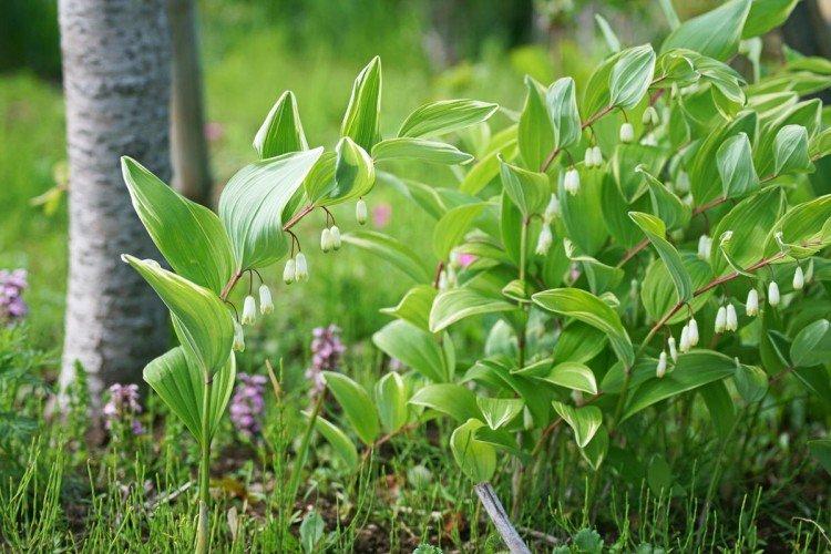 Купена – фото