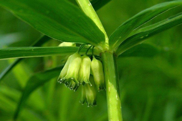 Купена – фото