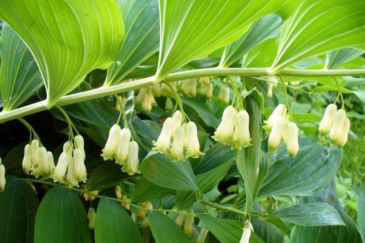 Купена – фото