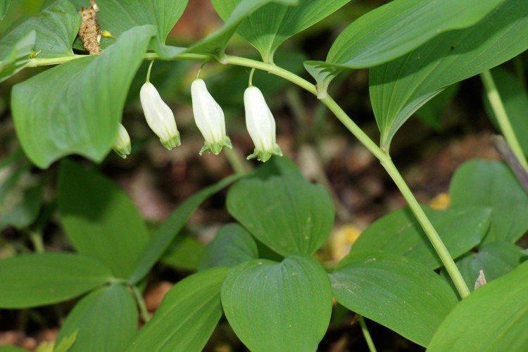 Купена – фото